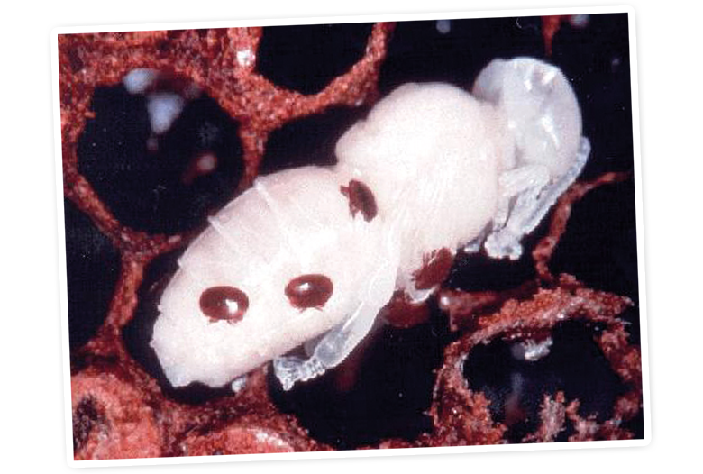 A white insect with dark spots is perched on a brown, hexagonal structure.