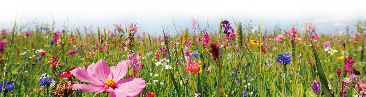 A field of diverse flowers under a clear sky.