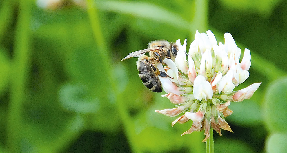 A bee is collecting nectar from a white flower.