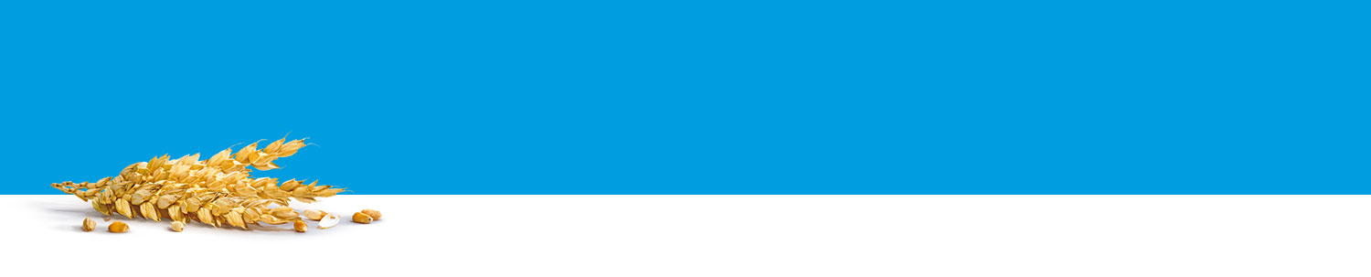 A grain of wheat is placed on a white surface against a blue background.