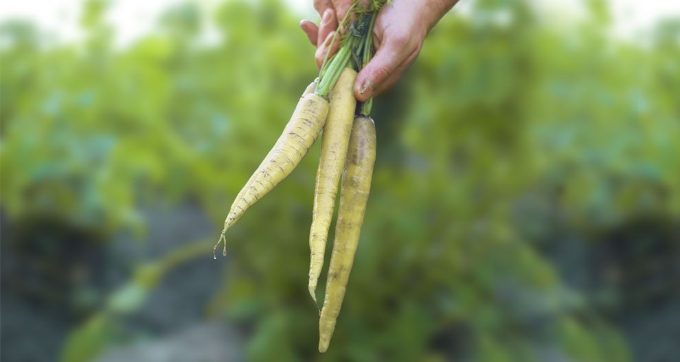 A hand holds a bunch of yellow carrots against a blurred green background.