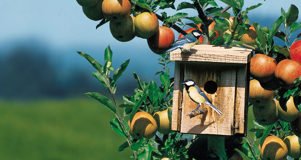 Two birds perched on a wooden birdhouse amidst ripe apples on a tree.